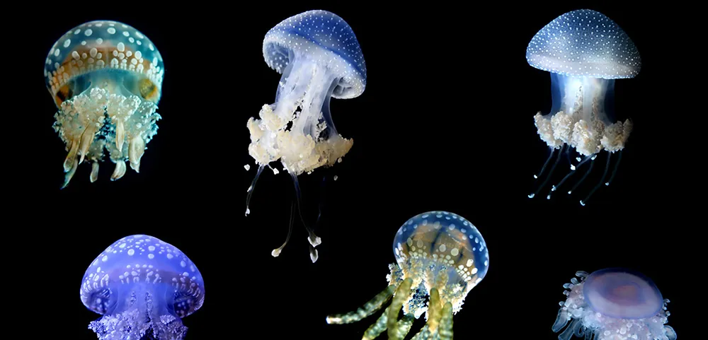 Ocean Wise · Ocean.org — A world in which oceans are vibrant and flourishing